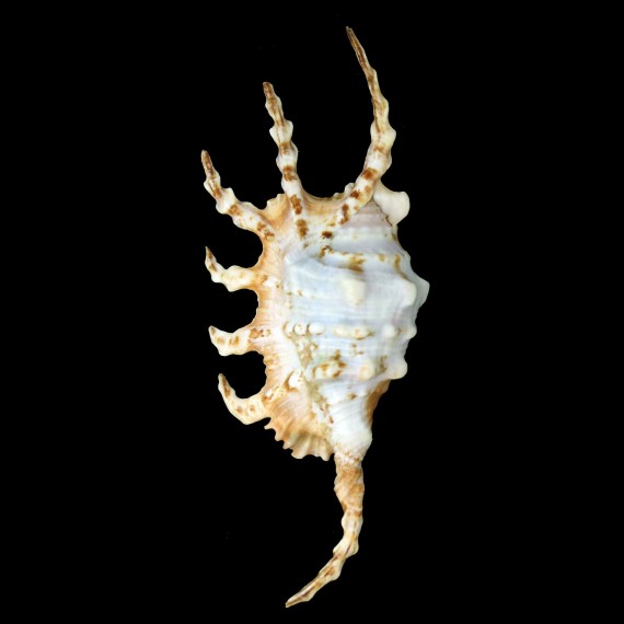 scorpio 147,2mm
