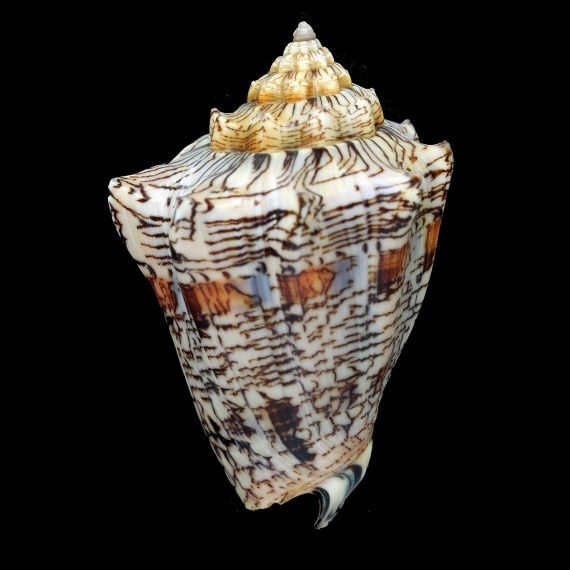 ebraea 89,0mm
