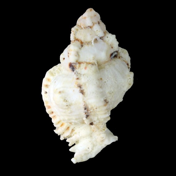 pomum oculatus 121,7mm MONSTER