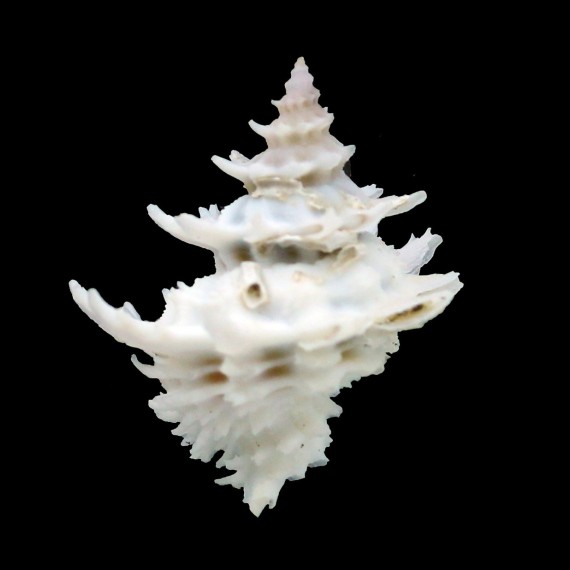 diadema 29,7mm
