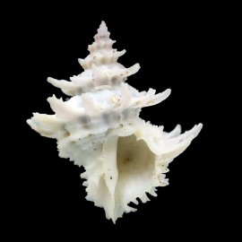diadema 29,7mm