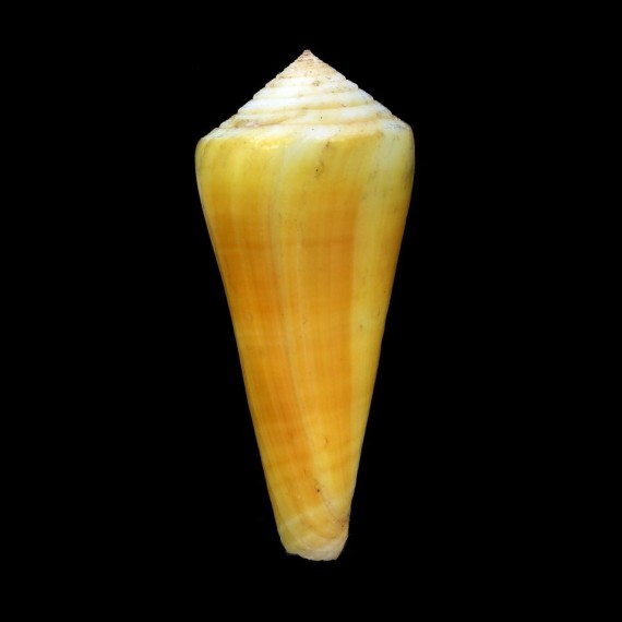 alconneli 74,5mm BIG