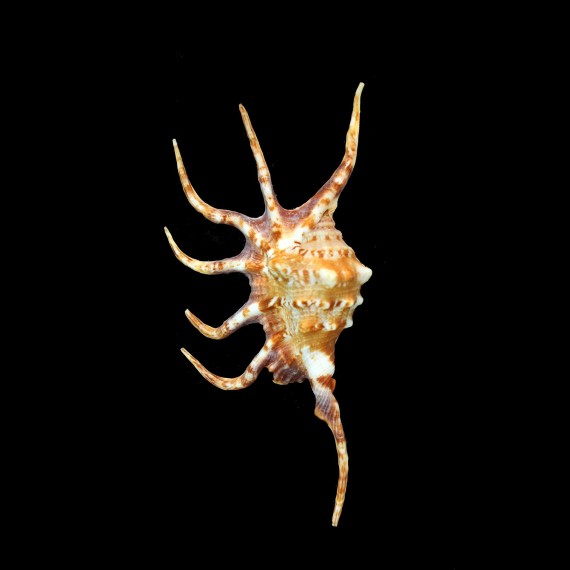crocata 140,5mm