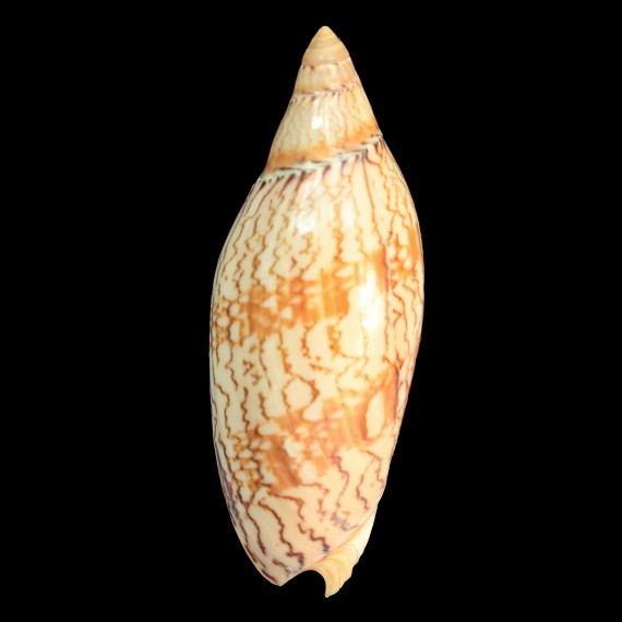 damoni ludbrookae 87,2mm
