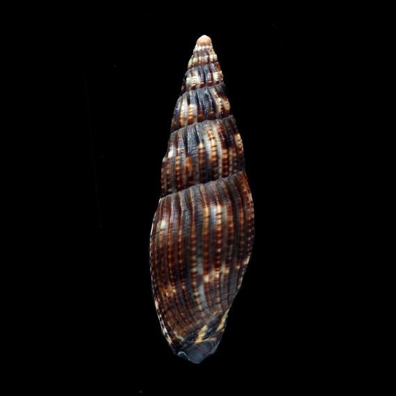 solangeae 64,5mm DARK