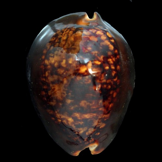 mauritiana 76,3mm RUSTY