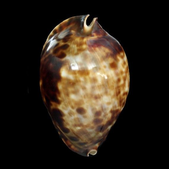 friendii vercoi 78,6mm SPECIAL PATTERN