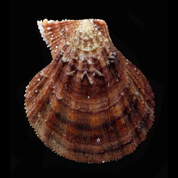 pesfelis 70,2mm
