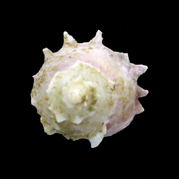 heimburgi 20,3mm RARE