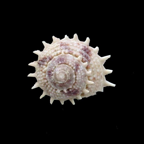 minutiradiosa 16,5mm RARE SIZE
