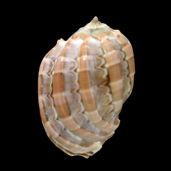 harpa 53,6mm DWARF