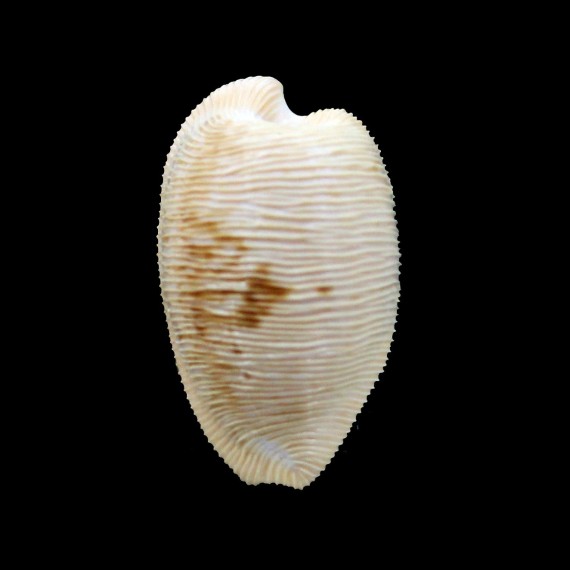capensis 29,1mm