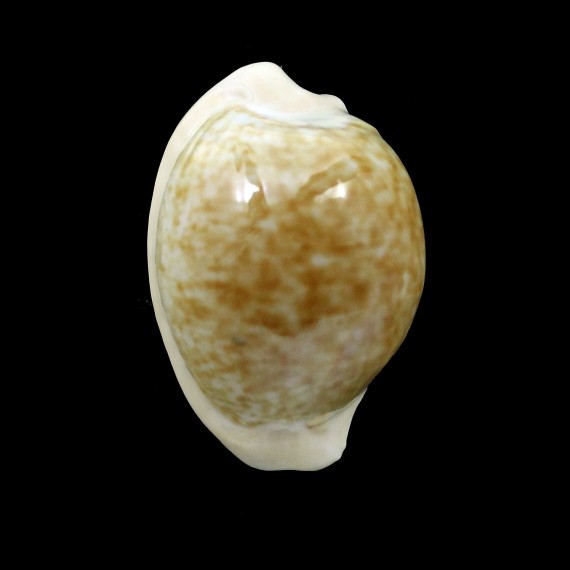 fuscorubra 33,36mm