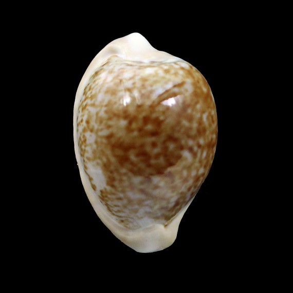 fuscorubra 34,2mm  SUPERB