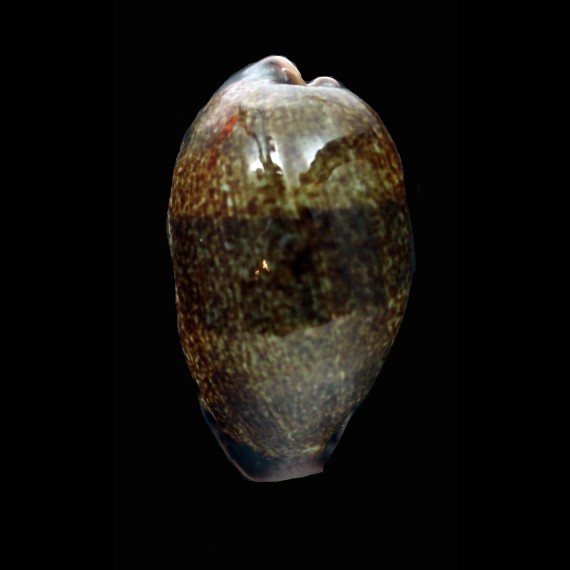caurica 50,6mm DARK