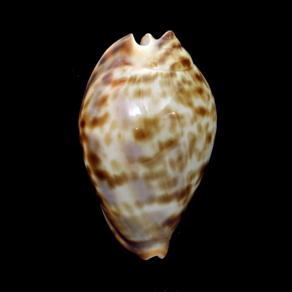 friendii 50,3mm DWARF