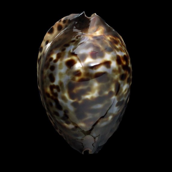 jeaniana sherylae 70,6mm