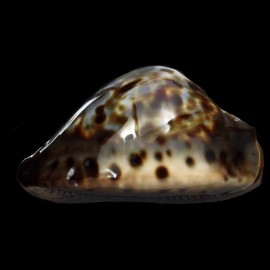 jeaniana sherylae 70,6mm