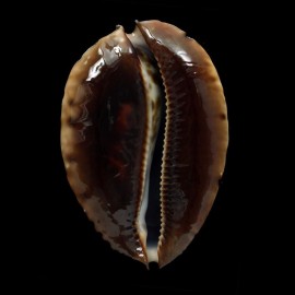 jeaniana sherylae 70,6mm