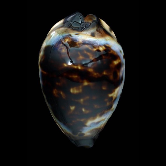 perlae eludens 64,2mm