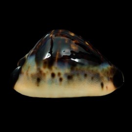 perlae eludens 64,2mm