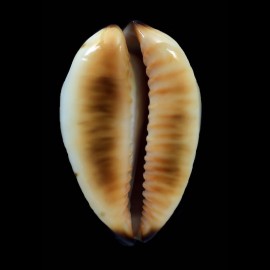 perlae eludens 64,2mm