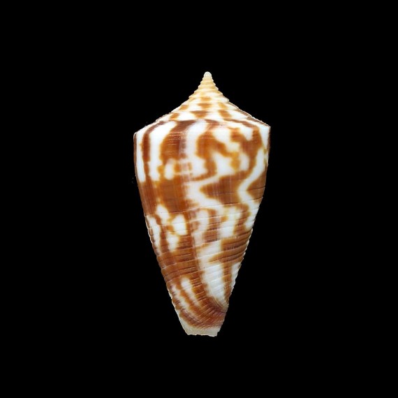 dampierensis 28,1mm
