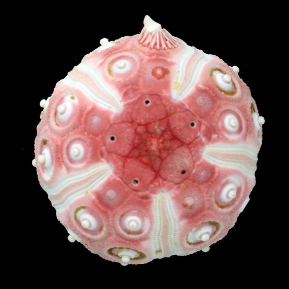 grandis 59,3mm