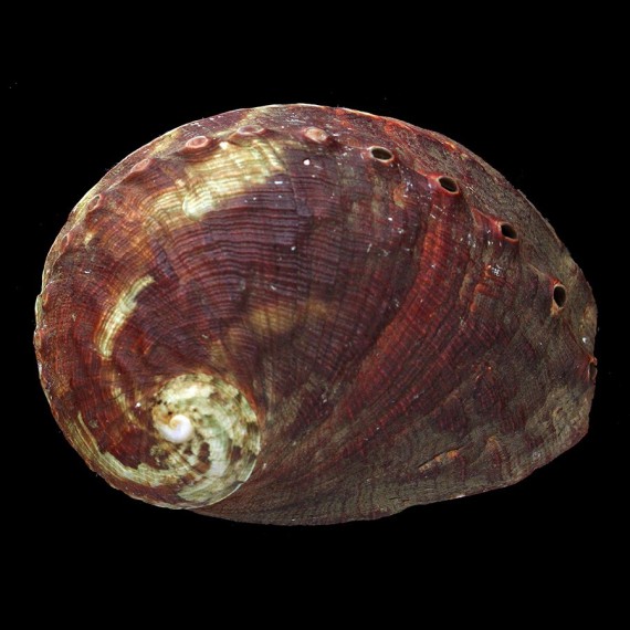 conicopora 99,0mm