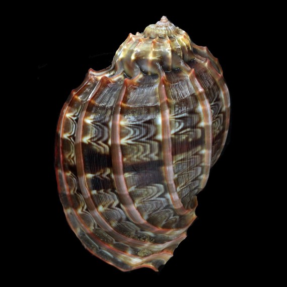 harpa 85,5mm DARK