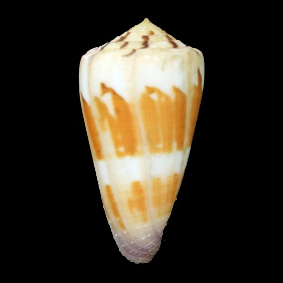 circumactus 59,3mm BIG