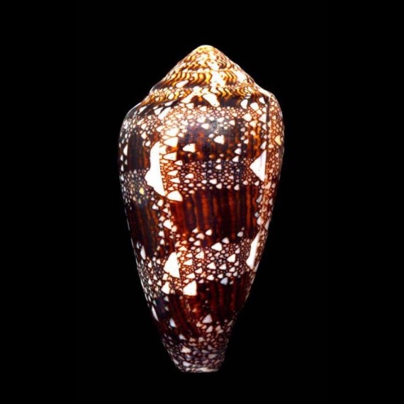 dalli 63,2mm BIG
