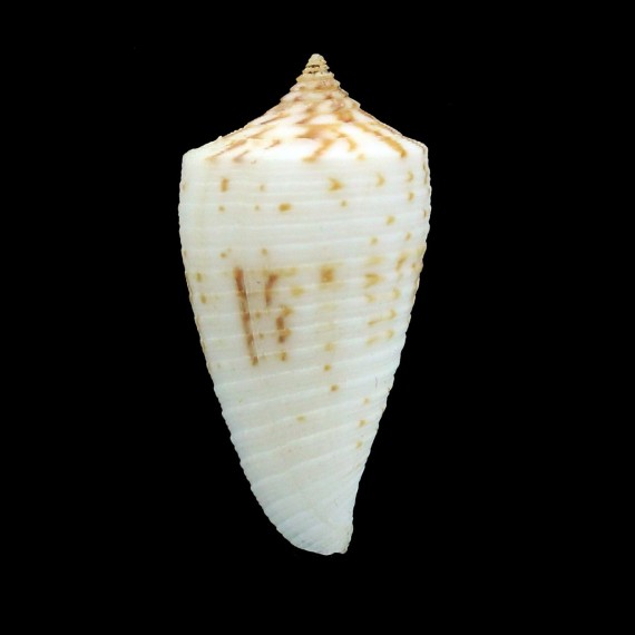 alabaster 29,3mm