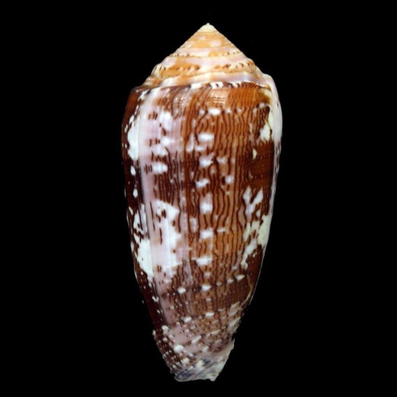 floccatus 70,1mm BIG