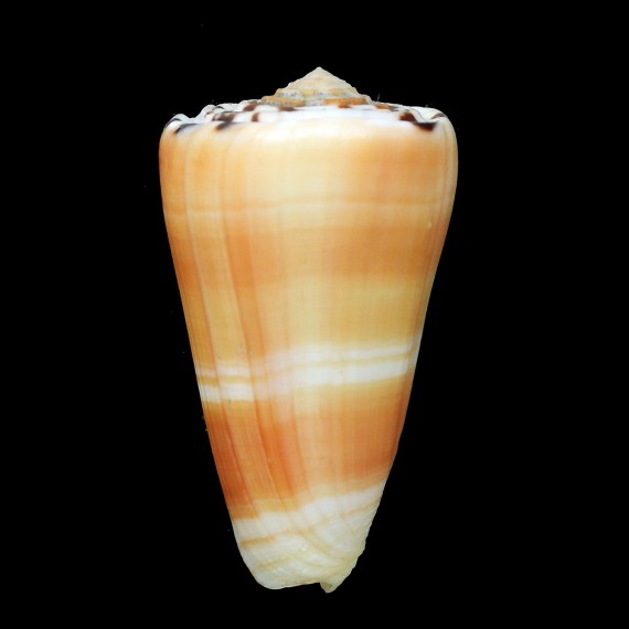 barthelemyi 66,0mm