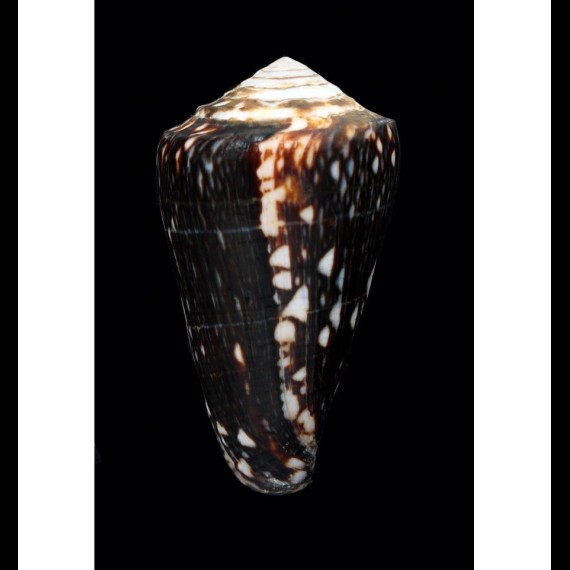 marmoreus crosseanus 56,8mm