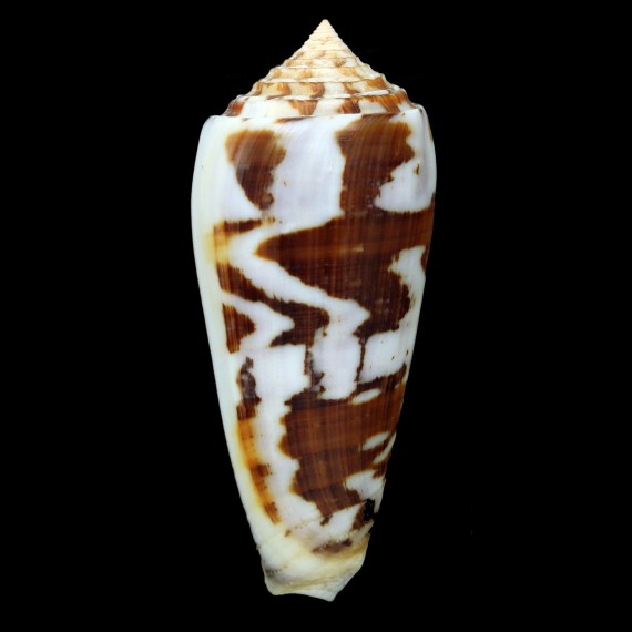 gubernator 84,8mm