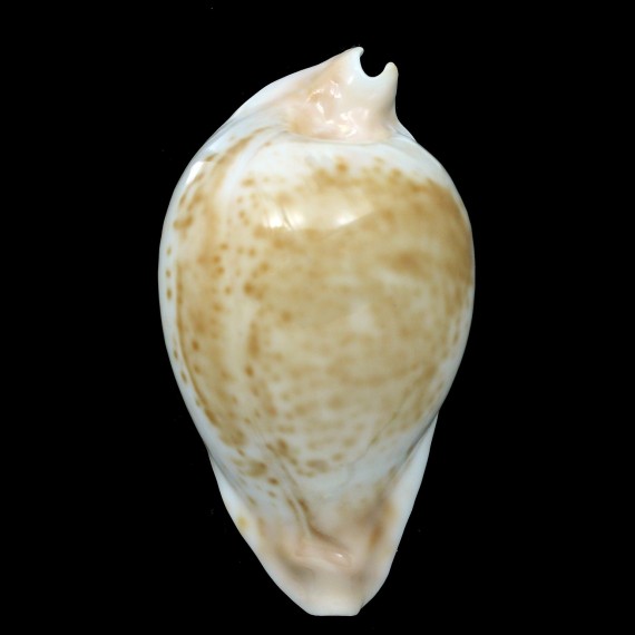 hesitata 98,1mm