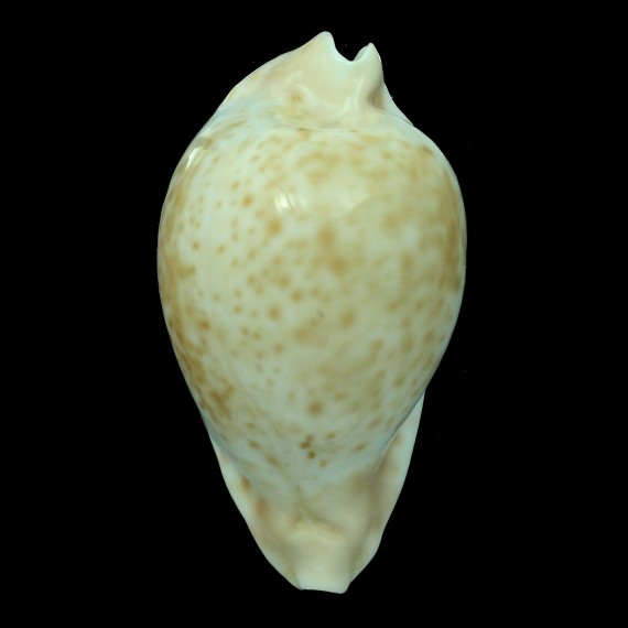 hesitata 100,1mm