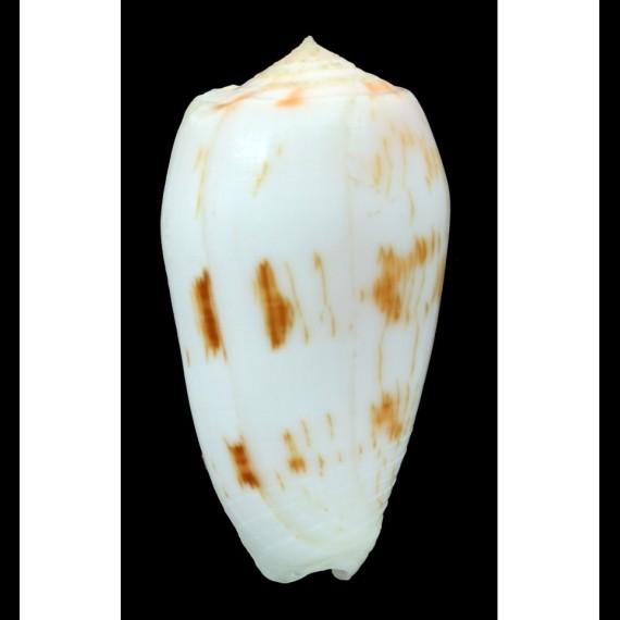 julii 50,0mm