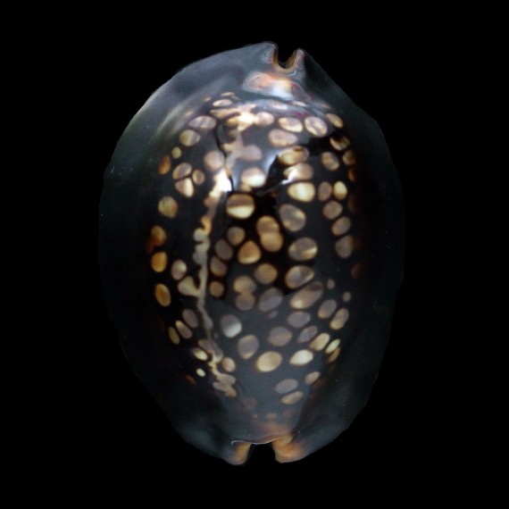 mauritiana 55,2mm DWARF
