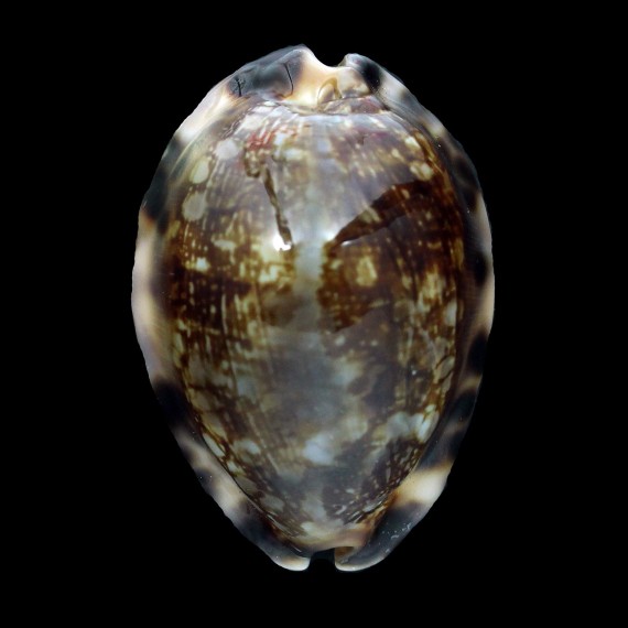 depressa 57,0mm