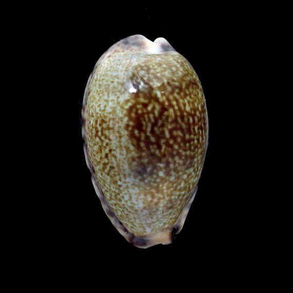 vredenburghi 33,2mm BIG