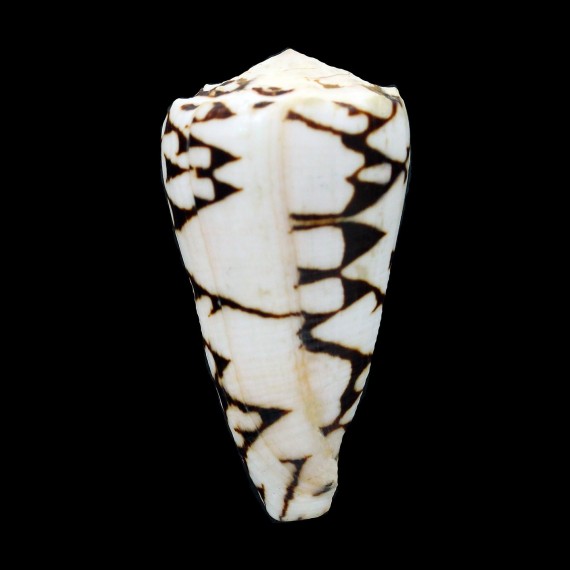 marmoreus "batard" 62,3mm GIANT