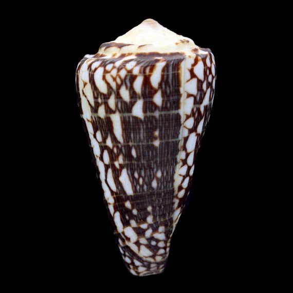 marmoreus crosseanus lineata 59,5mm