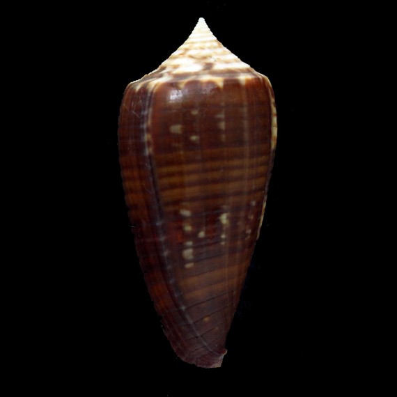 lynceus 64,7mm DARK