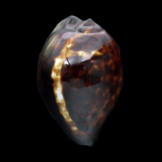 decipiens 52,0mm