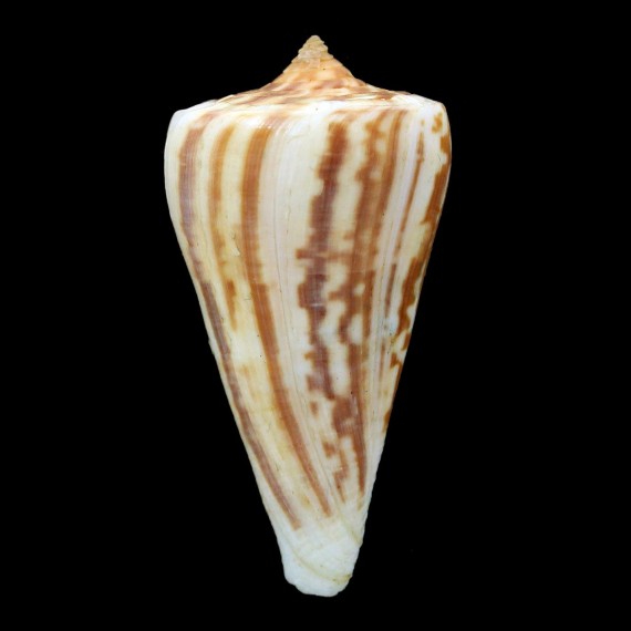 virgatus 55,7mm