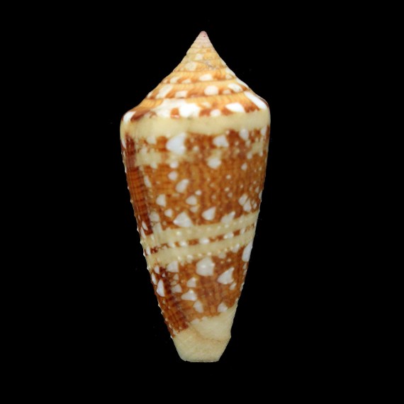 ammiralis archithalassus 49,2mm