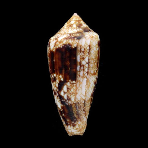 legatus 53,2mm SUPERB